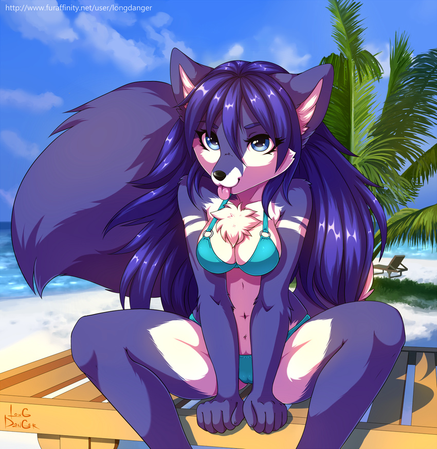 2016 anthro areola beach bikini blue_eyes blue_fur blue_hair camel_toe canine chest_tuft clothing female fox fur hair hi_res inner_ear_fluff long_hair longdanger lucia mammal markings multicolored_fur outside seaside sitting solo spread_legs spreading swimsuit thong tongue tongue_out tuft two_tone_fur white_fur