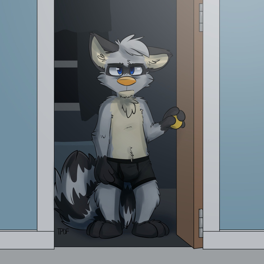 anthro blue_eyes boxers_(clothing) bulge clothing door fur grey_fur inside mammal raccoon thesepantsdontfit underwear