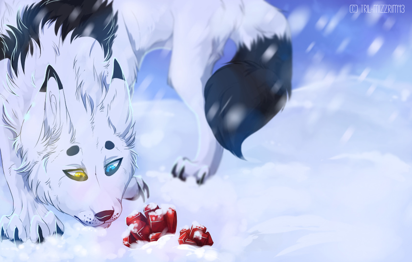 black_fur black_lips black_nose blue_eyes canine day feral fur heterochromia hindpaw inner_ear_fluff male mammal outside paws snow snowing solo standing tril-mizzrim white_fur yello_eyes