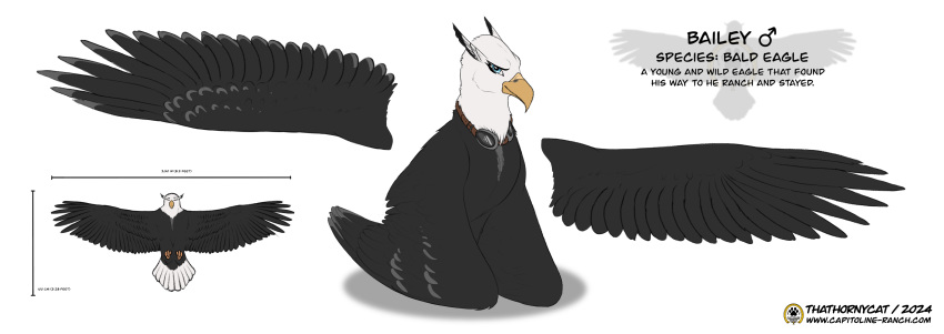 absurd_res accipitrid accipitriform avian bailey_(capitoline_ranch) bald_eagle bird capitoline_ranch colored eagle hi_res invalid_background male model_sheet sea_eagle standing thathornycat wings