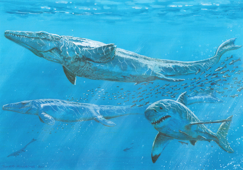 2011 cretoxyrhina_mantelli detailed_background dorsal_fin fin fish group hi_res lighting mackerel_shark marine mosasauroid realistic reptile scalie shark sharp_teeth tailfin teeth traditional_media_(artwork) tuomas_koivurinne tylosaurus tylosaurus_proriger underwater water