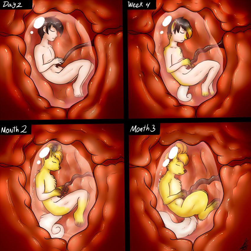 alternate_color canine eyes_closed female feral fetus fox fur hair human internal male mammal nintendo placenta pok&eacute;mon pregnant regression shikaro transformation umbilical_cord unbirthing uterus video_games vore vulpix