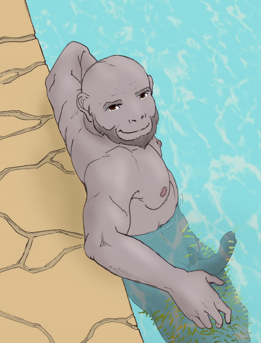 9x9 anthro ape balls beard chimpanzee erection facial_hair feral fish looking_at_viewer male mammal marine nipples nude pecs primate solo water