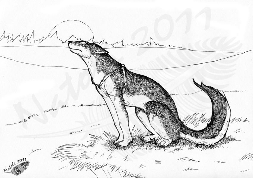 2011 ambiguous_gender canine feral fur grass mammal natoli nude outside sitting sketch solo traditional_media_(artwork) watermark