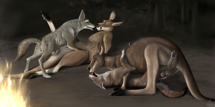2015 anatomically_correct anatomically_correct_penis animal_genitalia animal_pussy balls canine canine_pussy claws coyote detailed_background digital_media_(artwork) digitigrade emptyset eye_contact female feral feral_on_feral fire fur grey_fur group hi_res inner_ear_fluff interspecies kangaroo legs_up licking lying male male/female mammal markings marsupial missionary_position multicolored_fur night on_back open_mouth outside pawpads penetration penis predator/prey pussy raised_leg sex side_view socks_(marking) toe_claws tongue tongue_out tree vaginal vaginal_penetration