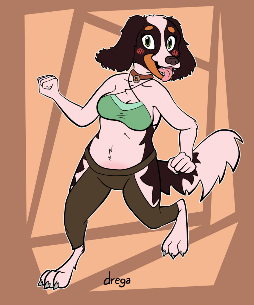 anthro bird_dog blush bottomwear bra breasts breath canid canine canis cavalier_king_charles_spaniel chubby_female claws cleavage clothed clothing collar domestic_dog dregadude female hi_res hunting_dog looking_at_viewer mammal navel no_underwear panting pants short_stack side_boob slightly_chubby solo spaniel tail tongue tongue_out toy_dog underwear