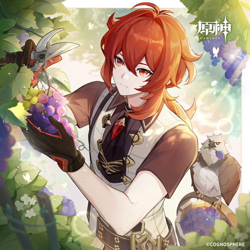 1boy absurdres antenna_hair belt bird black_gloves brooch brown_belt commentary_request diluc_(genshin_impact) falcon food fruit genshin_impact gloves grapes highres holding jewelry male_focus official_art red_hair shears short_sleeves solo upper_body vest white_vest