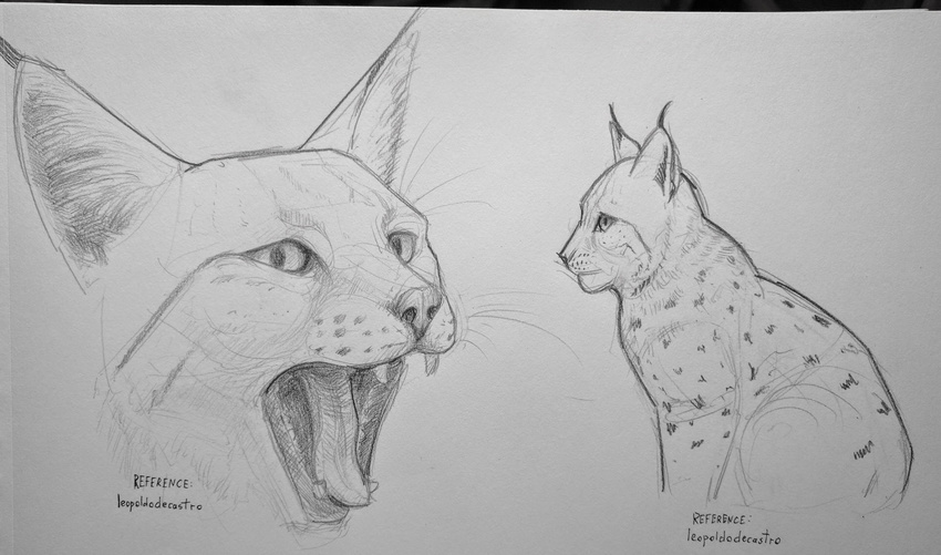 ambiguous_gender duo feline feral fur headshot karbik lynx mammal monochrome sketch traditional_media_(artwork) whiskers