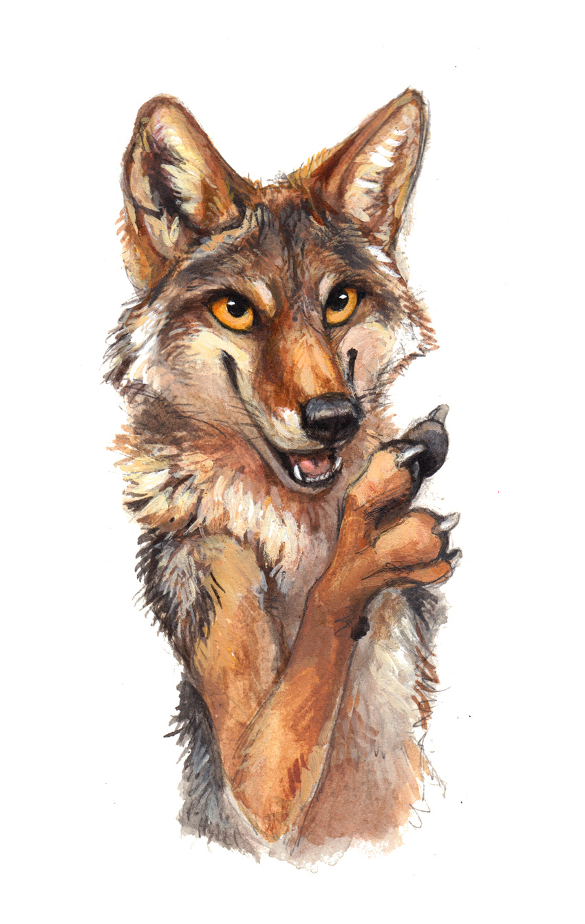 2017 anthro black_eyes black_fur brown_fur brown_sclera canine coyote fur half-length_portrait hi_res kenket male mammal open_mouth painting_(artwork) pawpads paws portrait simple_background smile solo standing teeth tongue traditional_media_(artwork) white_background white_fur