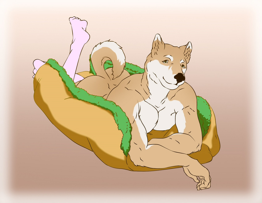 9x9 anthro butt canine clothing dog dog_bed knee_socks legwear looking_at_viewer lying male mammal muscular on_front raised_tail shiba_inu simple_background smile socks solo