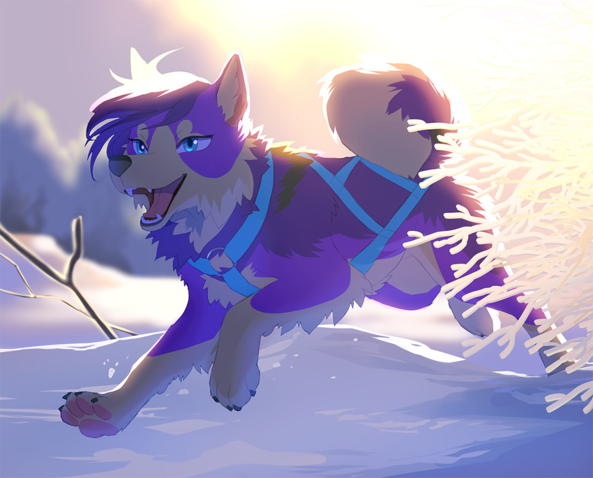 akitamonster ambiguous_gender black_lips canine day detailed_background dog feral fur hair husky mammal open_mouth outside paws purple_fur purple_hair running smile snow solo teeth tongue