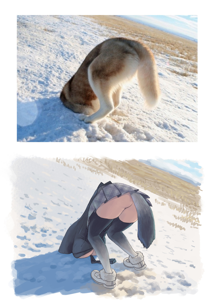 absurdres animal_ears ass bent_over breasts cleavage coat comparison cypherone day derivative_work face_down gloves grass grey_wolf_(kemono_friends) highres kemono_friends large_breasts necktie on_ground outdoors photo photo-referenced pleated_skirt reference_photo reference_photo_inset reference_work skirt sky snow solo stuck tail thighhighs top-down_bottom-up upskirt wolf wolf_ears wolf_tail