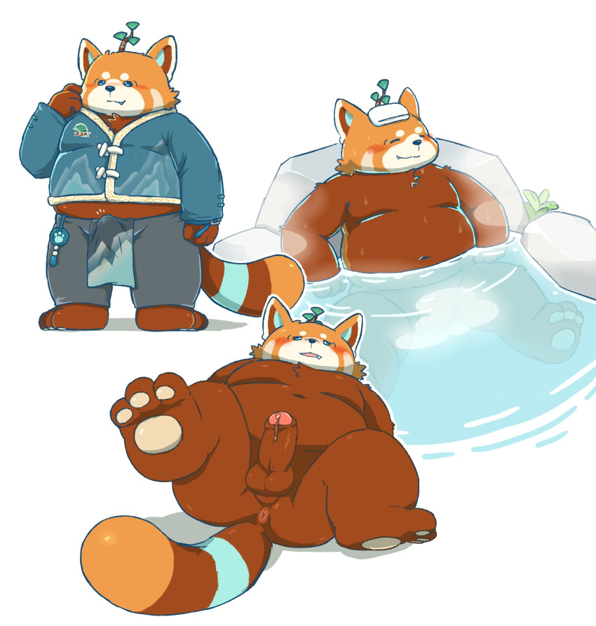 2024 3_toes ailurid anthro anus balls bathing belly bottomwear brown_body bulge butt clothing erection eyes_closed feet flappydog genitals hi_res kemono male mammal moobs orange_body overweight overweight_male pants penis red_panda solo toes towel towel_on_head water