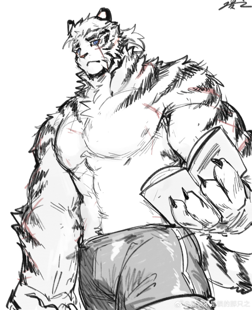 1boy absurdres animal_ears arknights artist_request bara book bulge cowboy_shot facial_hair furry furry_male goatee greyscale highres holding holding_book large_pectorals looking_at_viewer male_focus monochrome mountain_(arknights) muscular muscular_male nipples official_alternate_hairstyle pectorals scar scar_across_eye scar_on_arm short_hair shorts solo spot_color standing stomach thick_eyebrows tiger_boy tiger_ears topless_male white_hair