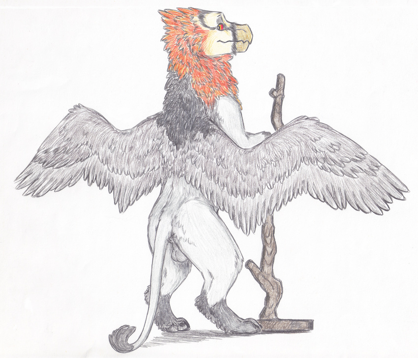 avian bearded_vulture bird feathered_wings feathers feral gryphon male skyfifer solo vulture wings