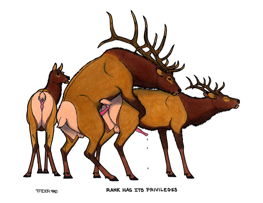 1995 anal anal_penetration animal_genitalia animal_penis antlers anus backsack balls brown_eyes brown_fur brown_sclera butt cervine cervine_penis cervine_pussy cloven_hooves domination elk english_text erection eyes_closed female feral feral_on_feral from_behind_position fur group hooves horn male male/male male_domination mammal mounting penetration penis precum presenting presenting_hindquarters sex simple_background smile text tim_o'rourke tongue tongue_out traditional_media_(artwork) white_background