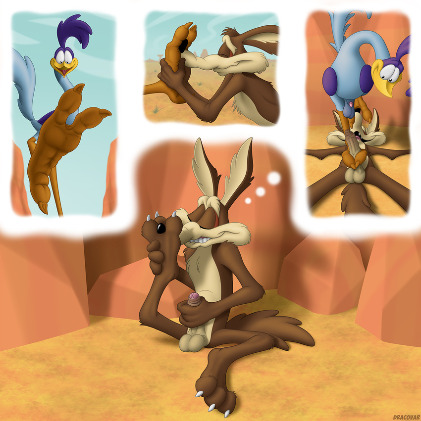 avian balls beak bird brown_fur canine coyote dracovar_valeford erection foot_fetish footjob fur looney_tunes male mammal masturbation muzzle_(disambiguation) paws penis roadrunner roadrunner_(looney_tunes) sex warner_brothers wile_e._coyote