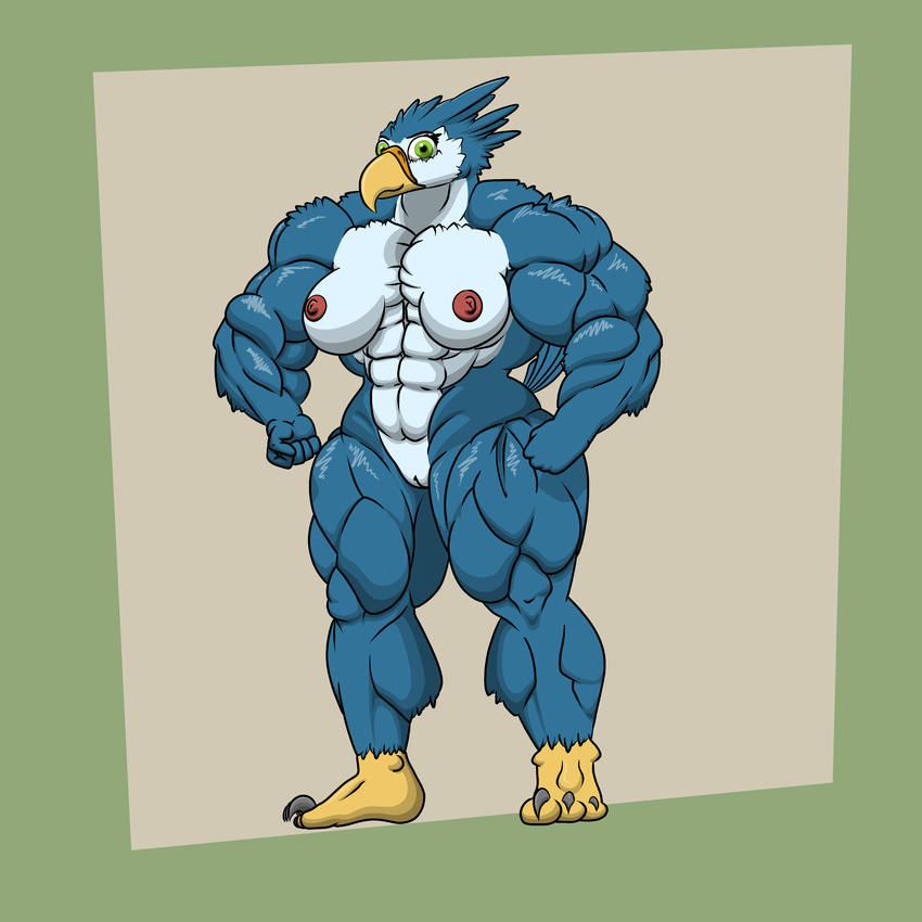 abs absurd_res anthro avian avian_(starbound) beak behold_my_girth big_blue_(character) big_muscles blue_feathers breasts clitoris feathers female green_eyes hi_res hyper hyper_muscles muscular nipples non-mammal_breasts pussy simple_background smile solo starbound talons video_games