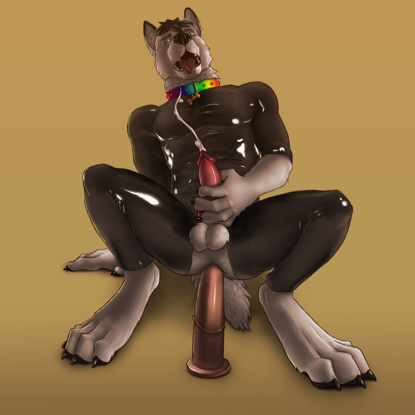 2015 5_fingers animal_genitalia animal_penis anthro balls better_version_at_source black_fur black_hair black_nose bodysuit canine canine_penis claws clothed clothing collar cum cumshot digital_media_(artwork) dildo dildo_riding dildo_sitting ejaculation erection eyes_closed front_view fur hair knot looking_pleasured male mammal masturbation multicolored_fur open_mouth orgasm orgasm_face pecs penetration penile_masturbation penis pink_penis pink_tongue rainbow_collar rubber sex_toy simple_background skinsuit solo teeth tight_clothing tongue tongue_out two_tone_fur virtyalfobo white_fur wolf