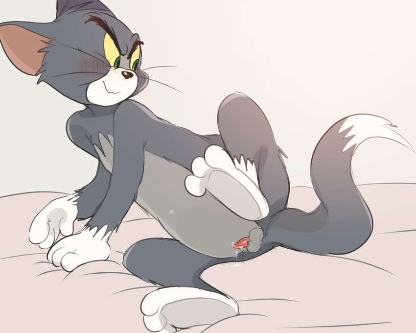 2017 animal_genitalia animal_penis anthro atori balls bed blush cat cum erection feline male mammal penis precum presenting simple_background solo sweat tom_(tom_&amp;_jerry) tom_and_jerry