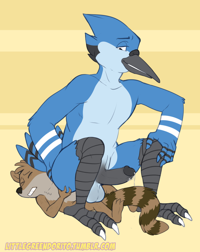 anthro avian balls beak bird black_penis blue_feathers blue_jay brown_fur butt butt_grab cartoon_network corvid duo erection eyes_closed feathers fur glans hand_on_butt hi_res humanoid_penis looking_down lying male male/male mammal mordecai_(regular_show) nude on_back penis precum raccoon regular_show retracted_foreskin rigby_(regular_show) sat_on shadowpelt simple_background sitting smile striped_tail stripes uncut