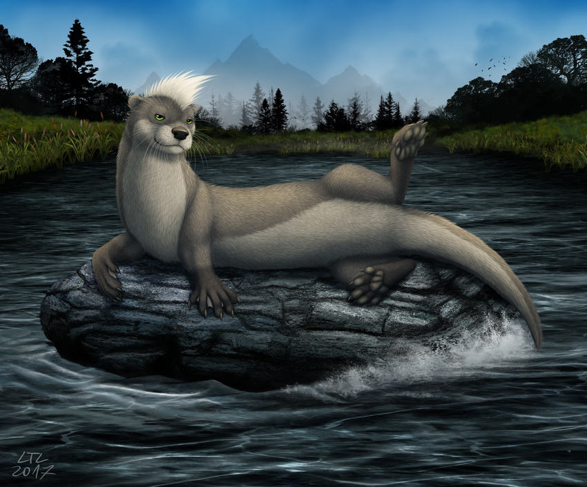 2017 butt clean_edit feral fur green_eyes grey_fur looking_at_viewer ltl male mammal mating_pose mustelid otter outside presenting presenting_hindquarters river rock seductive solo twitch_otyolf water webbed_feet