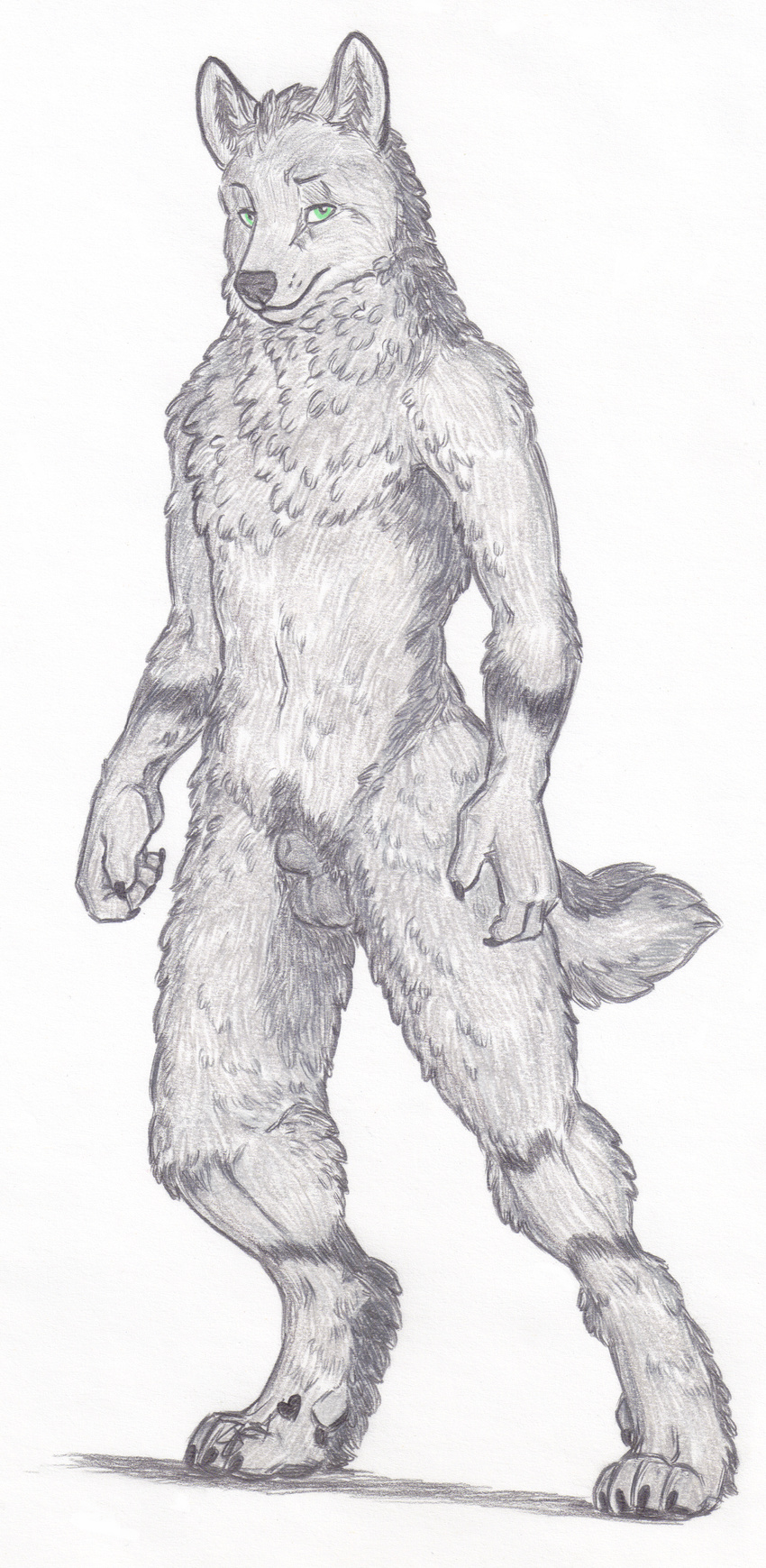 animal_genitalia anthro canine fur green_eyes grey_fur male mammal nude sheath simple_background skyfifer traditional_media_(artwork) wolf