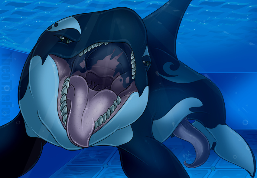 2014 cetacean diesel_(theothefox) erection feral front_view gaping_mouth green_eyes half-closed_eyes male mammal marine markings mouth_shot open_mouth orca penis precum predatory_look prehensile_penis sharp_teeth solo swimming_pool tapering_penis teeth theothefox tongue tongue_out underwater water whale