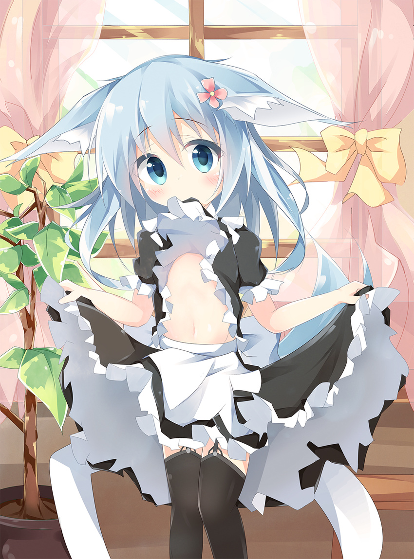 animal_ears apron bangs black_legwear black_shirt black_skirt blue_eyes blue_hair blush bow commentary_request curtains eyebrows_visible_through_hair flower fox_ears fox_girl fox_tail frilled_shirt frilled_skirt frilled_sleeves frills garter_straps hair_between_eyes hair_flower hair_ornament head_tilt highres indoors kushida_you lifted_by_self long_hair looking_at_viewer maid mouth_hold navel original plant potted_plant puffy_short_sleeves puffy_sleeves shirt shirt_in_mouth shirt_lift short_sleeves skirt skirt_hold solo stomach tail thighhighs tree waist_apron white_apron window yellow_bow