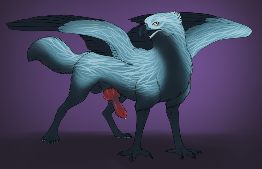 2017 4_toes animal_genitalia animal_penis avian balls beak black_balls black_beak black_eyes black_feathers black_fur blue_feathers blue_pawpads canine canine_penis claws digital_media_(artwork) feathered_wings feathers feral fluffy fluffy_tail front_view full-length_portrait fur gryphon looking_at_viewer male mammal pawpads paws penis portrait precum purple_background quadruped red_penis sheath simple_background solo spread_wings talons thaine toe_claws toes wings yaroul yellow_sclera