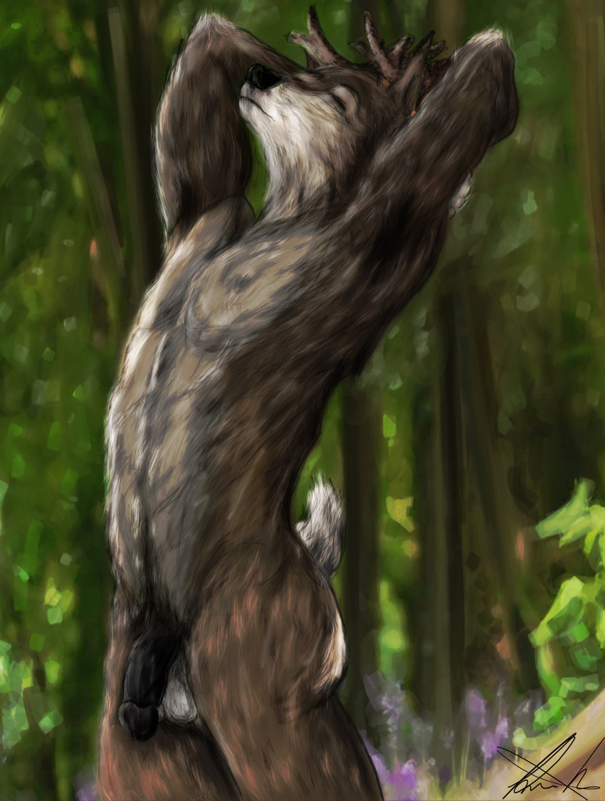 2015 anthro antlers balls black_penis blurred_background brown_fur cervine deer eyes_closed forest fur girly grey_fur half-erect hands_behind_head horn humanoid_penis killianwalker male mammal morning multicolored_fur nipples nude penis pose side_view solo stretching tree two_tone_fur white_belly