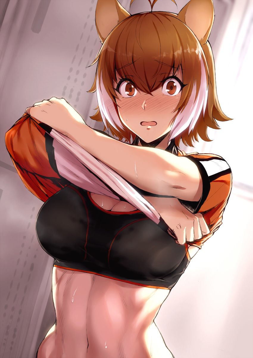 animal_ears antenna_hair backlighting bangs blazblue blush breasts brown_eyes brown_hair cleavage commentary_request embarrassed eyebrows_visible_through_hair highres indoors large_breasts lifted_by_self looking_at_viewer makoto_nanaya md5_mismatch midriff multicolored_hair navel nose_blush orange_shirt parted_lips purinnssu raised_eyebrows sanpaku shiny shiny_hair shirt shirt_lift short_hair short_sleeves solo sports_bra squirrel_ears squirrel_girl stomach sweat tareme toned two-tone_hair undressing upper_body white_hair