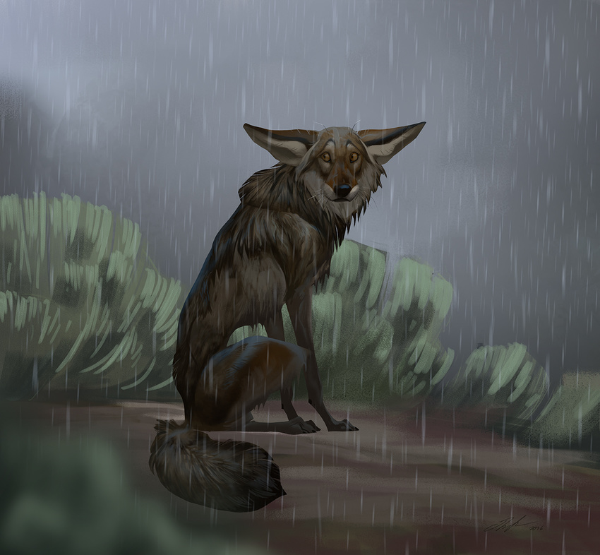 ailah ambiguous_gender brown_fur canine coyote desert detailed_background feral fur hopeful looking_back mammal outside raining sad sitting solo wet wet_fur yellow_eyes