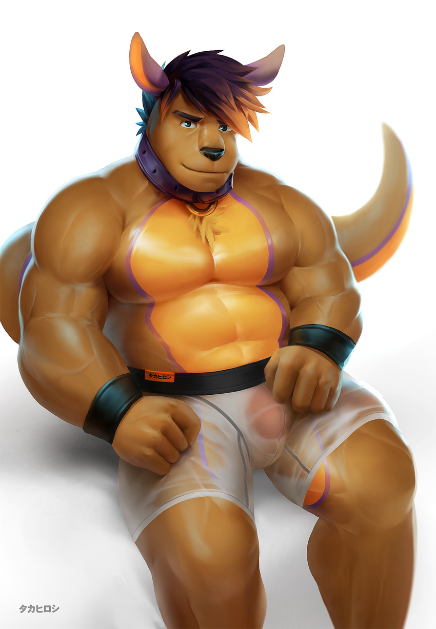 2017 5_fingers abs anthro biceps big_tail blue_eyes blue_hair body_hair bracelet brown_eyes brown_nose brown_skin brown_tail bulge chest_hair chest_tuft clothed clothing collar drake26 eyebrows front_view hair hi_res humanoid_hands jewelry kangaroo looking_at_viewer male mammal marsupial multicolored_hair multicolored_skin multicolored_tail muscular muscular_male orange_penis orange_skin orange_tail partially_clothed pecs penis purple_skin purple_tail quads simple_background sitting solo spread_legs spreading takahirosi thick_tail thick_thighs tight_clothing translucent transparent_clothing tuft two_tone_hair underwear vein veiny_muscles white_background