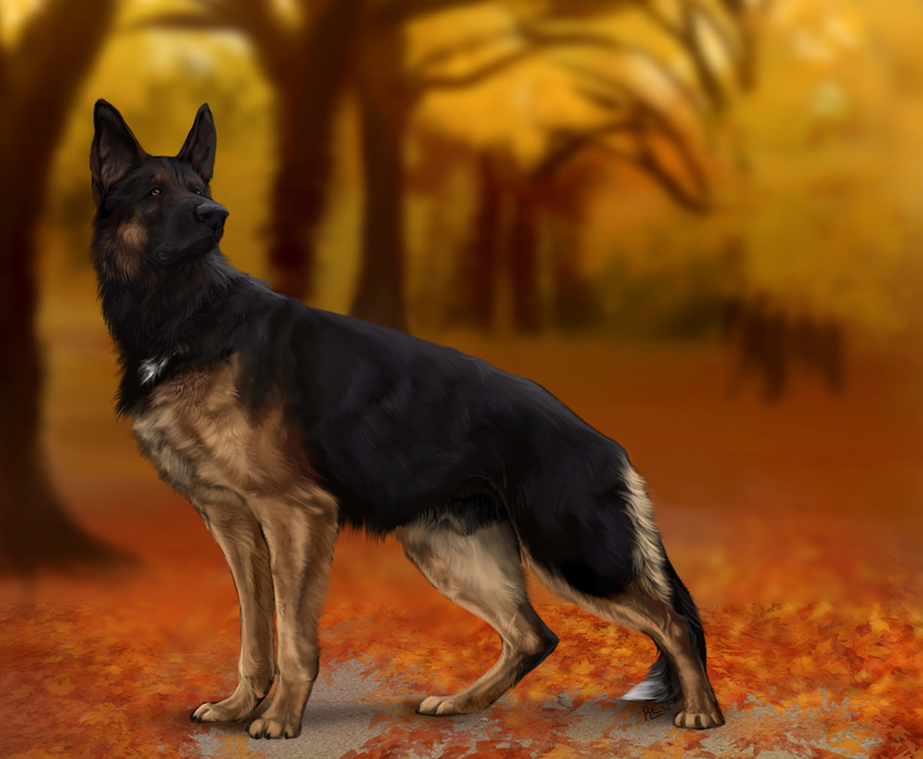 2016 animal_genitalia black_fur black_nose blurred_background brown_eyes canine day dog feral fur male mammal outside paws pherigo sheath solo
