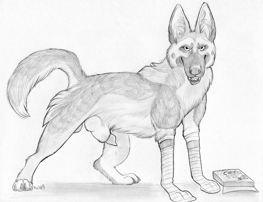 animal_genitalia animal_penis balls canine canine_penis dog dripping feral german_shepherd knot knot_in_sheath looking_at_viewer male mammal monochrome north_shepherd paper-wings penis precum sheath solo traditional_media_(artwork)