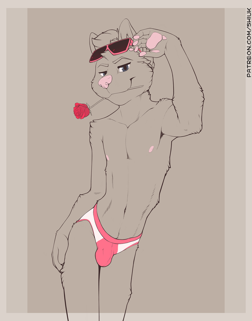 anthro blue_eyes briefs bulge cat clothing eyewear feline flower flower_in_mouth hand_on_hip male mammal navel nipples pawpads pink_nose plant rose rose_in_mouth shiuk solo standing sunglasses teenager underwear young