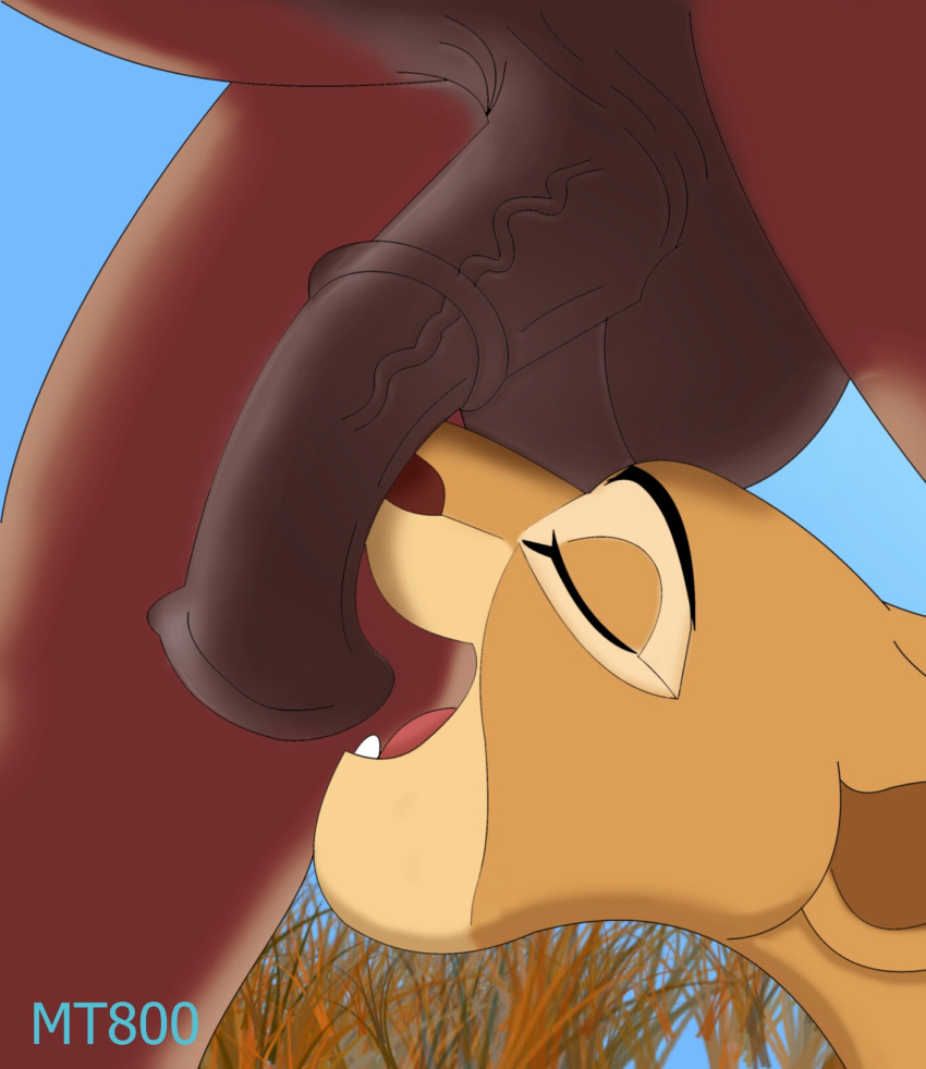 animal_genitalia animal_penis balls disney equine equine_penis erection feline feral fur licking lion male mammal mt800 nala open_mouth oral penis penis_lick sex simple_background the_lion_king tongue tongue_out