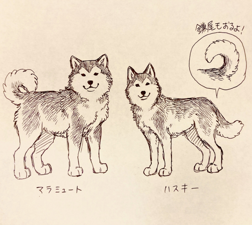 alaskan_malamute all_fours ayaka canid canine canis countershading curled_tail domestic_dog duo feral fur greyscale husky japanese_text looking_at_viewer mammal monochrome nordic_sled_dog paws quadruped sketch spitz tail text traditional_media_(artwork) translated