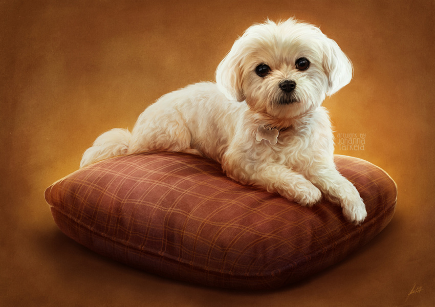 2018 black_nose brown_eyes canine collar collar_tag cub curly_fur cute digital_media_(artwork) dog feral fur lhuin looking_at_viewer maltese mammal paws photorealism pillow realistic simple_background solo white_fur young