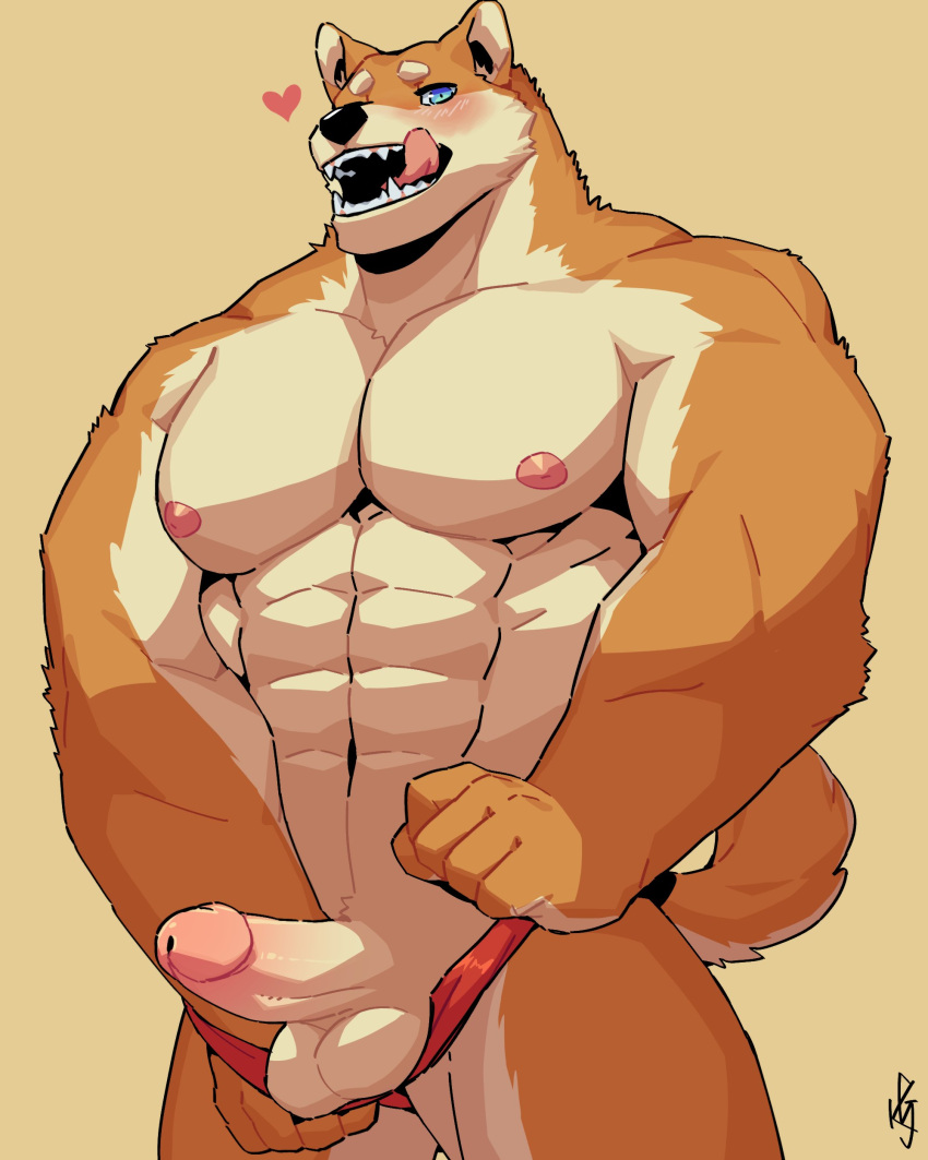 &lt;3 2021 abs absurd_res anthro balls bedroom_eyes biceps blue_eyes blush canid canine canis clothed clothing domestic_dog erection fangs fur gakujo genitals hi_res humanoid_genitalia humanoid_penis licking licking_lips looking_at_viewer male mammal muscular muscular_anthro muscular_male narrowed_eyes nipples open_mouth partially_clothed pecs penis quads seductive sharp_teeth shiba_inu solo spitz teeth tongue tongue_out triceps underwear underwear_down