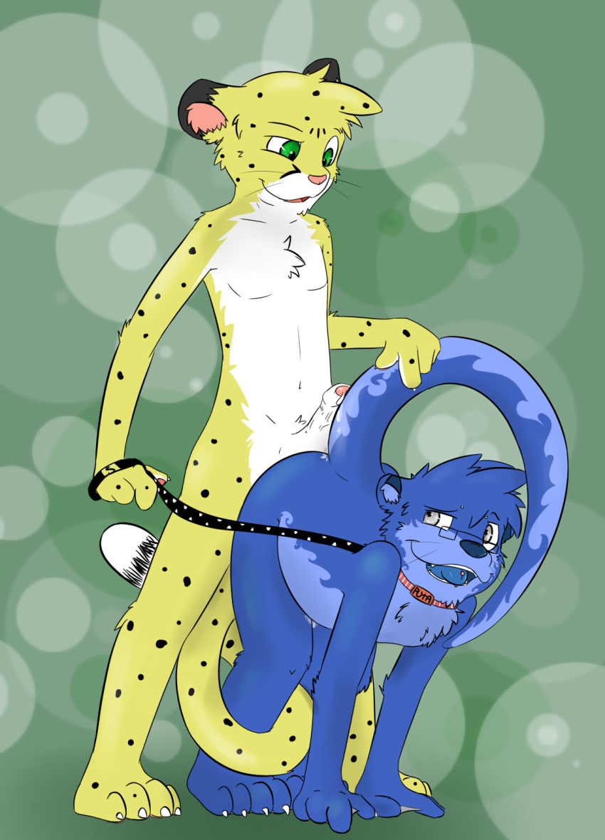 bent_over blue_nose blue_tongue cheetah collar erection feline fur green_eyes grey_fur humanoid_penis knox_(artist) knox_(otter) leash male male/male mammal mustelid otter penis pink_nose salmy whiskers