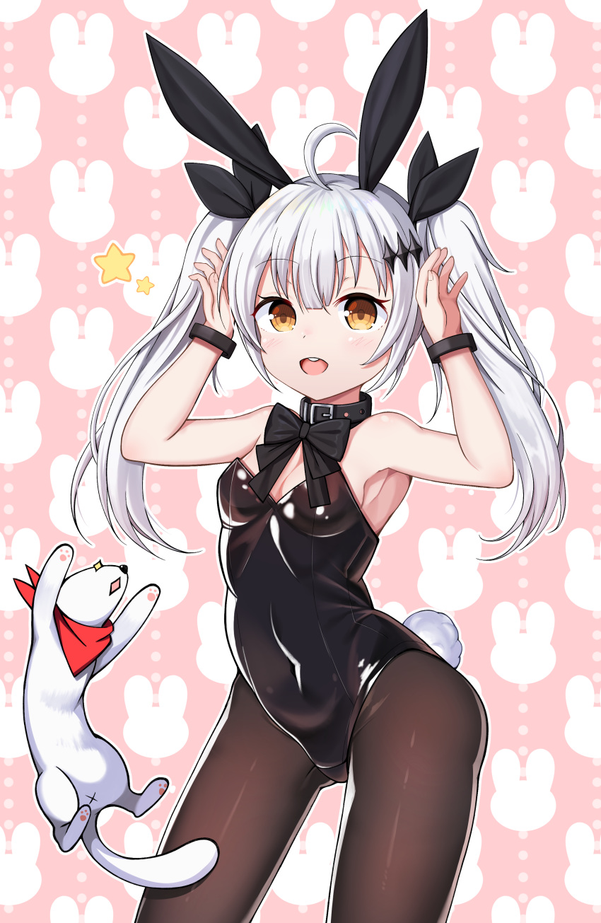 :d absurdres ahoge animal animal_ears armpits arms_up bandana bangs bare_arms bare_shoulders belt belt_buckle belt_collar black_belt black_bow black_leotard black_neckwear black_ribbon blush bow bowtie bracelet breasts brown_eyes brown_legwear buckle bunny_background bunny_ears bunny_girl bunny_tail bunnysuit cleavage commentary_request contrapposto covered_navel eyebrows_visible_through_hair fingernails five-seven_(girls_frontline) girls_frontline hair_between_eyes hair_ornament hair_ribbon highres horns_pose jewelry legs_apart leotard long_hair looking_at_viewer open_mouth pantyhose pink_background red_bandana ribbon round_teeth shiny shiny_clothes sidelocks small_breasts smile standing star starfox1015 tail teeth twintails white_hair younger