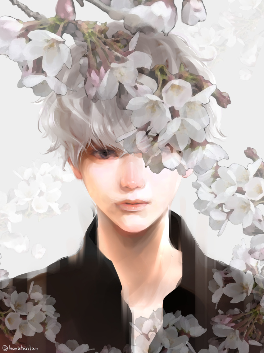 absurdres bangs black_shirt cherry_blossoms collared_shirt commentary curly_hair expressionless flower gradient_hair grey_eyes grey_hair harutan044 highres kaneki_ken lips looking_at_viewer male_focus multicolored_hair nose one_eye_covered parted_lips portrait realistic sasaki_haise shirt silver_hair simple_background solo tokyo_ghoul twitter_username two-tone_hair white_background wing_collar