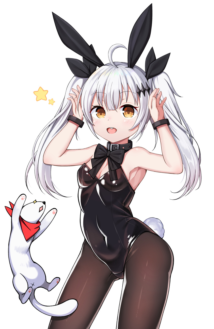 :d absurdres ahoge animal animal_ears armpits arms_up bandana bangs bare_arms bare_shoulders belt belt_buckle belt_collar black_belt black_bow black_leotard black_neckwear black_ribbon blush bow bowtie bracelet breasts brown_eyes brown_legwear buckle bunny_ears bunny_girl bunny_tail bunnysuit cleavage commentary_request contrapposto covered_navel eyebrows_visible_through_hair fingernails five-seven_(girls_frontline) girls_frontline hair_between_eyes hair_ornament hair_ribbon highres horns_pose jewelry legs_apart leotard long_hair looking_at_viewer open_mouth pantyhose red_bandana ribbon round_teeth shiny shiny_clothes sidelocks simple_background small_breasts smile standing star starfox1015 tail teeth twintails white_background white_hair younger