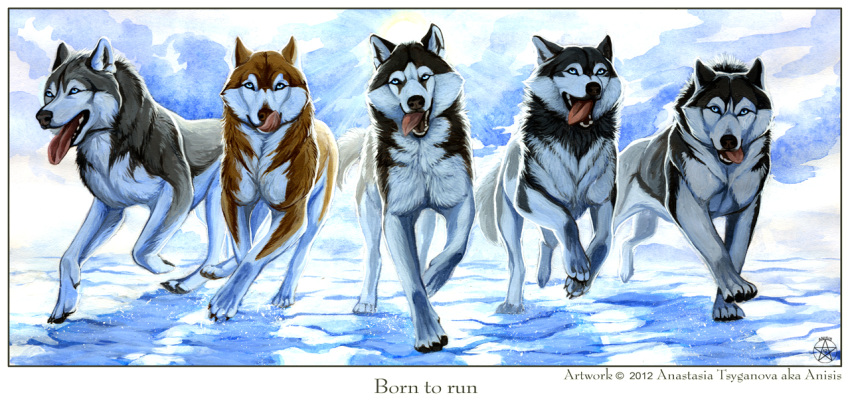 2012 anisis black_fur blue_eyes brown_fur brown_nose canine digital_media_(artwork) dog english_text feral fur group husky mammal open_mouth smile teeth text tongue white_fur