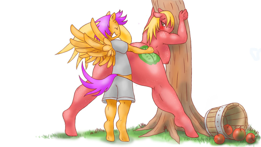 anthro anthrofied apple big_macintosh_(mlp) blush breasts clothed clothed_sex clothing crossgender duo earth_pony equine feathered_wings feathers female food freckles friendship_is_magic fruit horse male male/female mammal my_little_pony orange_feathers pegasus pony scootaloo_(mlp) sex tree vaginal weasselk wings young