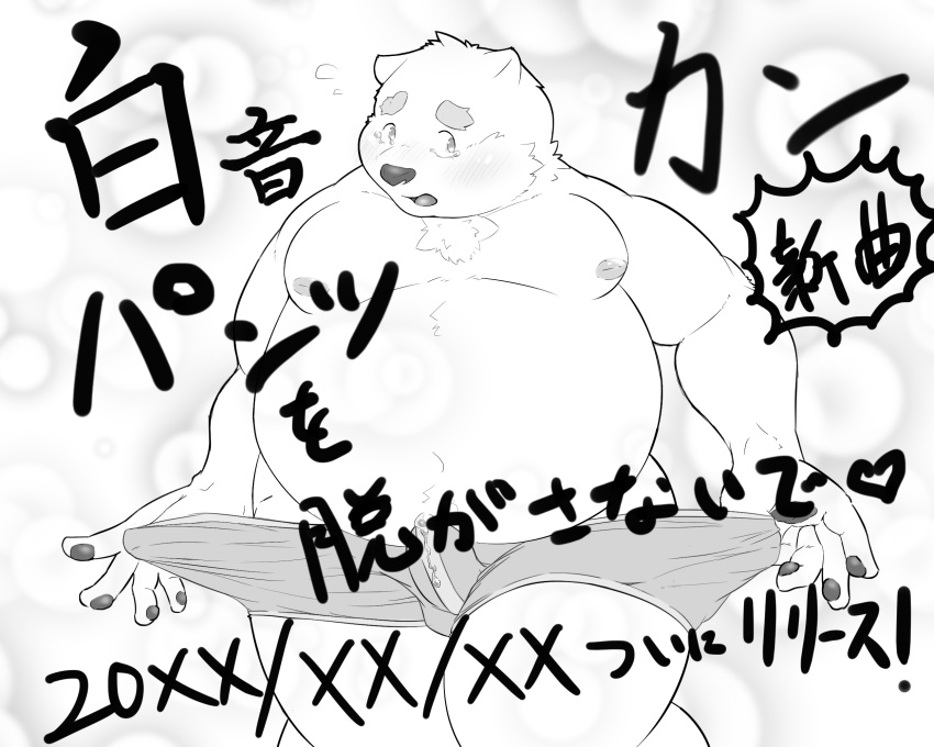 2018 anthro bear belly blush bulge clothing hi_res japanese_text kemono male mammal moobs nameko_no_neko nipples overweight overweight_male polar_bear shirane_kan solo text underwear utau