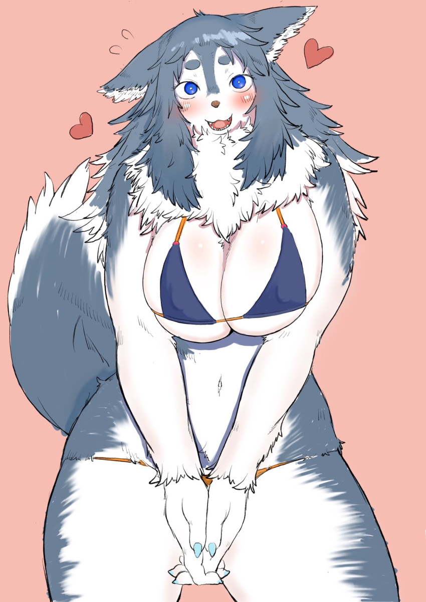 &lt;3 anthro big_breasts blue_eyes bra breasts canine cleavage clothed clothing digital_media_(artwork) dog fangs female fluffy fur grey_fur hi_res inner_ear_fluff looking_at_viewer mammal multicolored_fur navel open_mouth panties simple_background solo standing sweat teeth toco_(artist) tongue two_tone_fur underwear white_fur