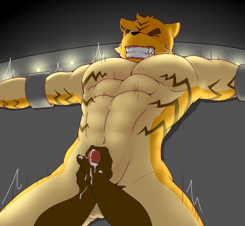 anthro balls bdsm bondage bound cum enaga erection fangs feline fur grimace handjob lying male mammal muscular overstimulation pecs penis post_orgasm_torture pubes sex spread_arms struggling teeth